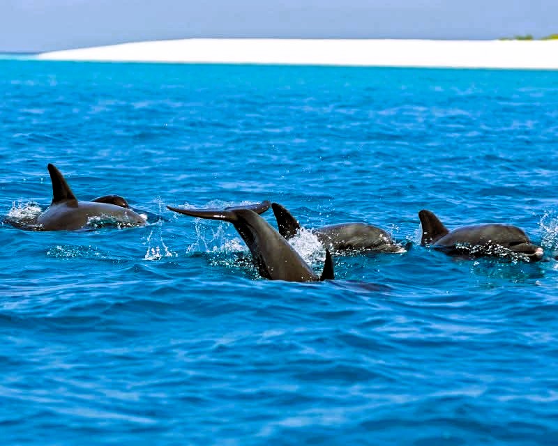 Dolphin Tour