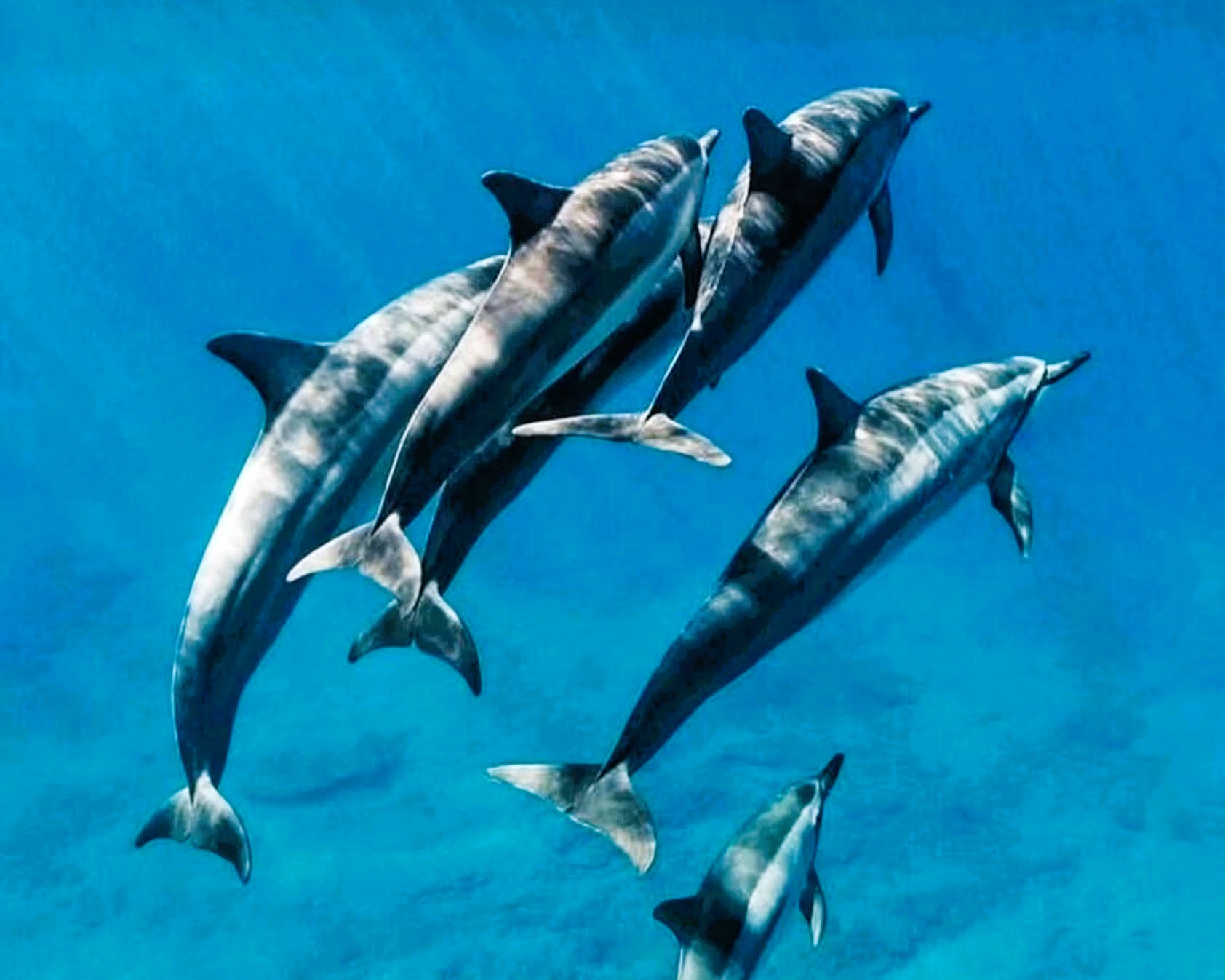 Dolphin Tour