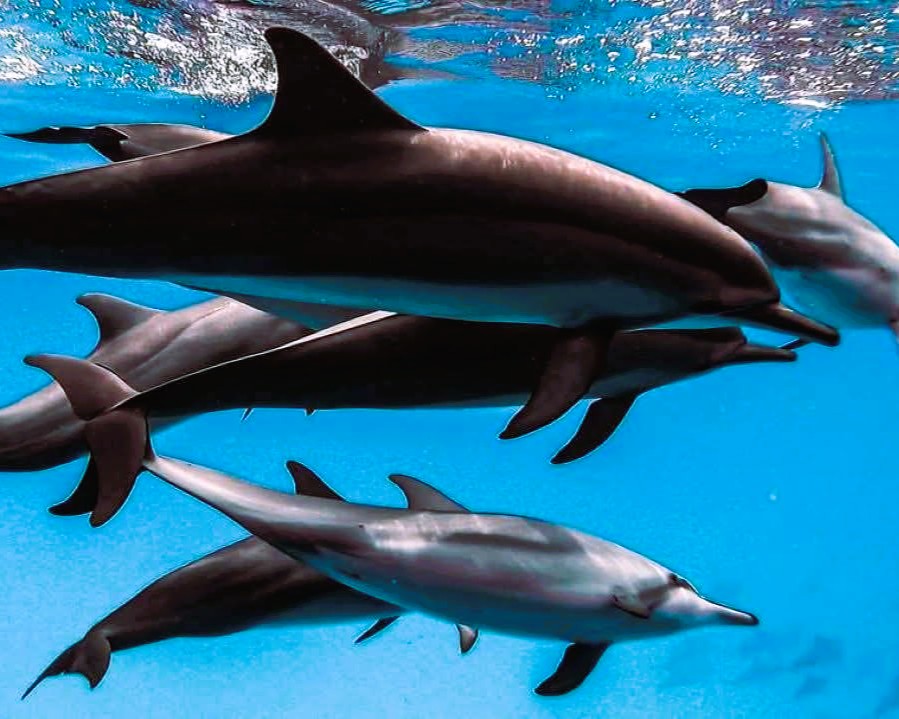 Dolphin Tour