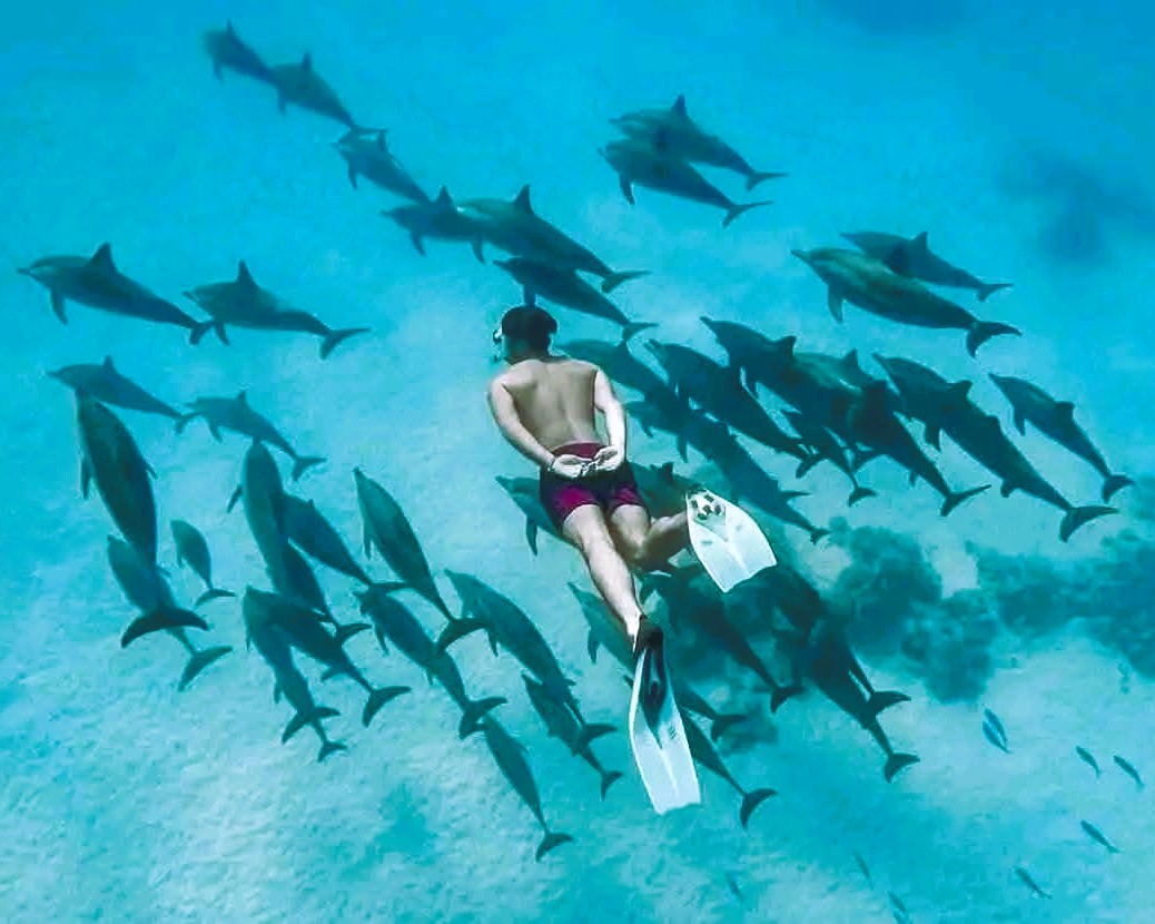 Dolphin Tour