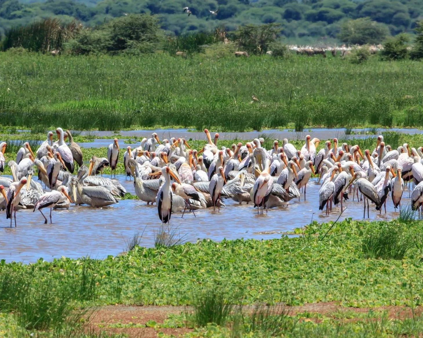 Lake-Manyara-National-Park