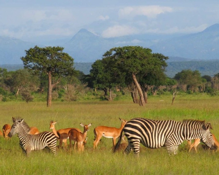 Mikumi National Park