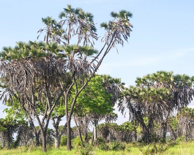 Saadani-National-Park