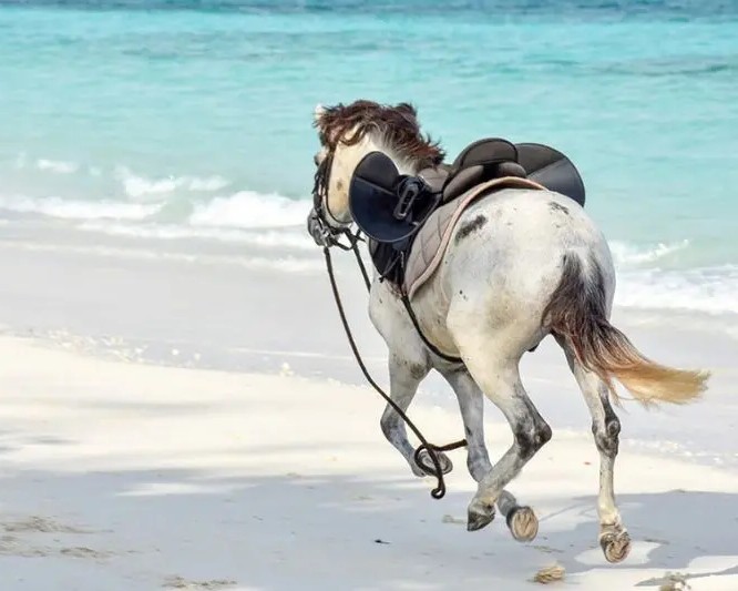 Horse Riding and Transparent kayak/Jesky