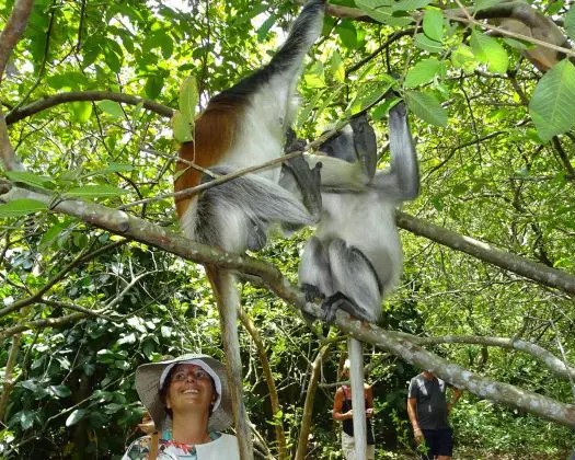 Jozani Forest