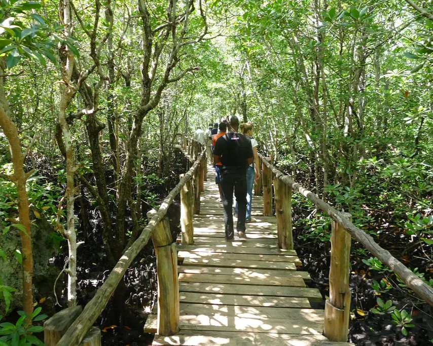 Jozani Forest