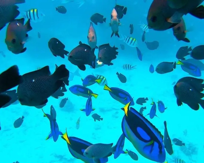 Snorkeling in Coral Reefs