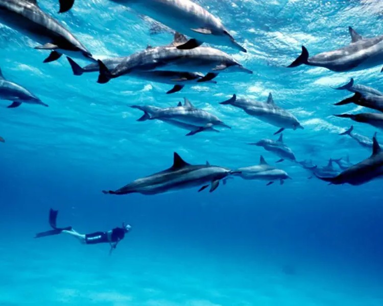 Swimming With Dolphins