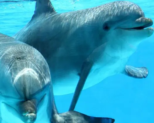 Swimming With Dolphins