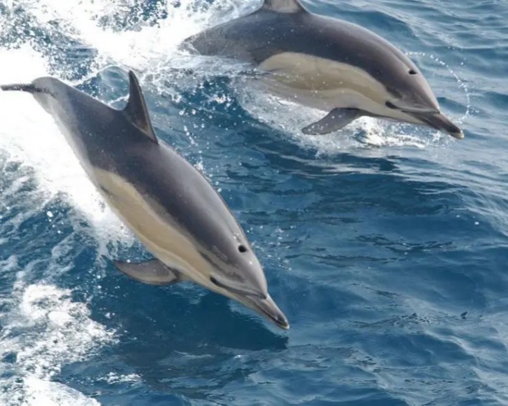Swimming With Dolphins