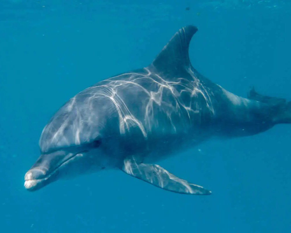 Swimming With Dolphins