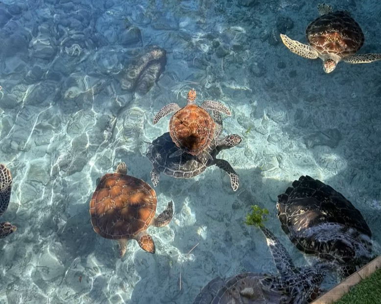 Swimming With Turtles in Zanzibar