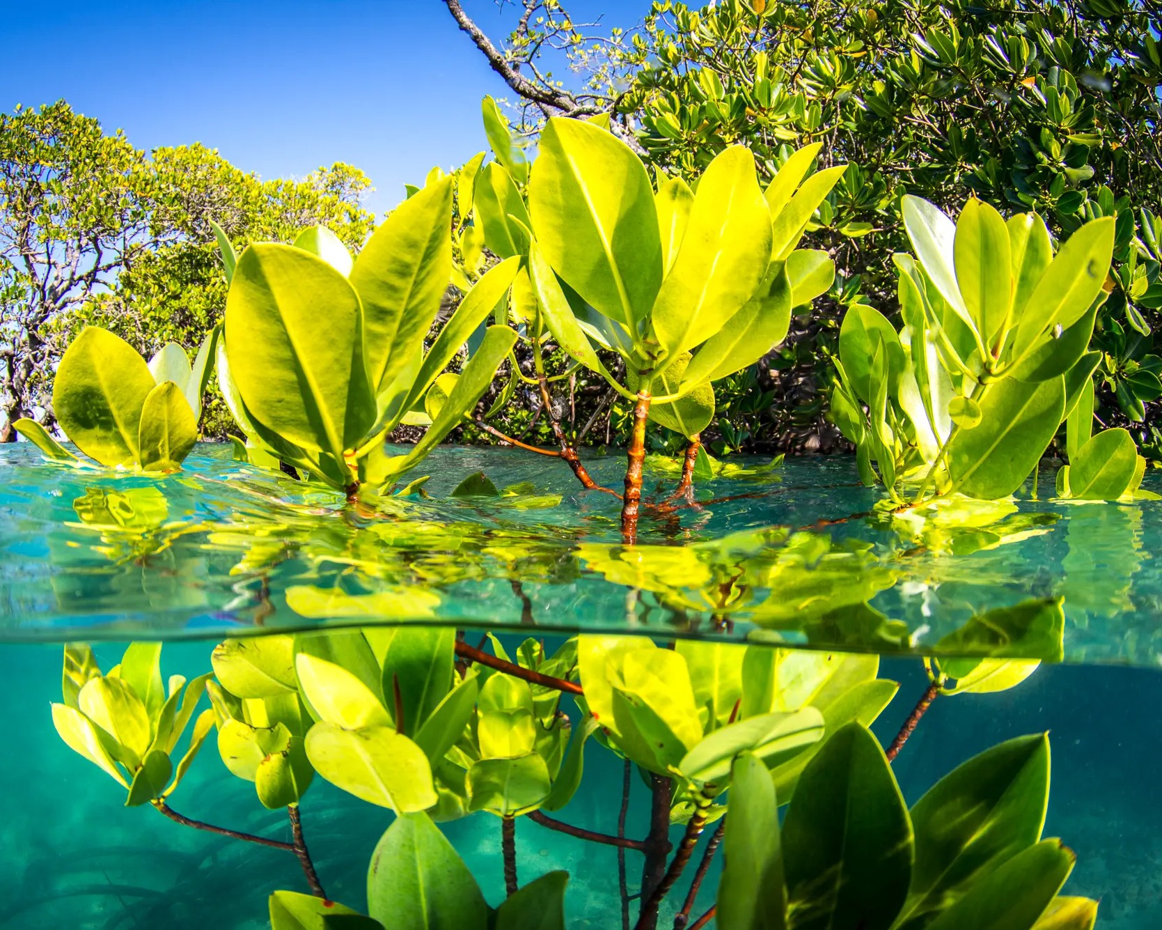 Transparent Kayak Adventure