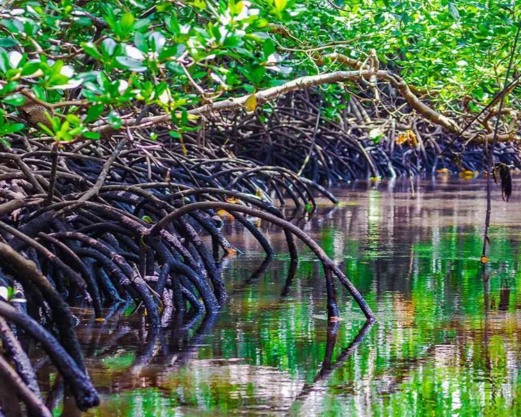Transparent Kayak Adventure